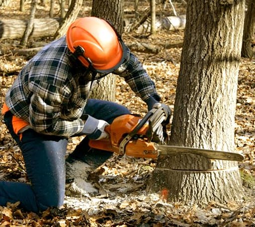 Tree Removal in Worthington, PA
